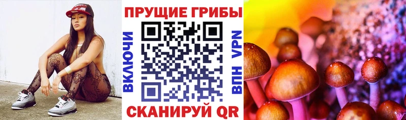 omg сайт  Жуковка  Псилоцибиновые грибы GOLDEN TEACHER 